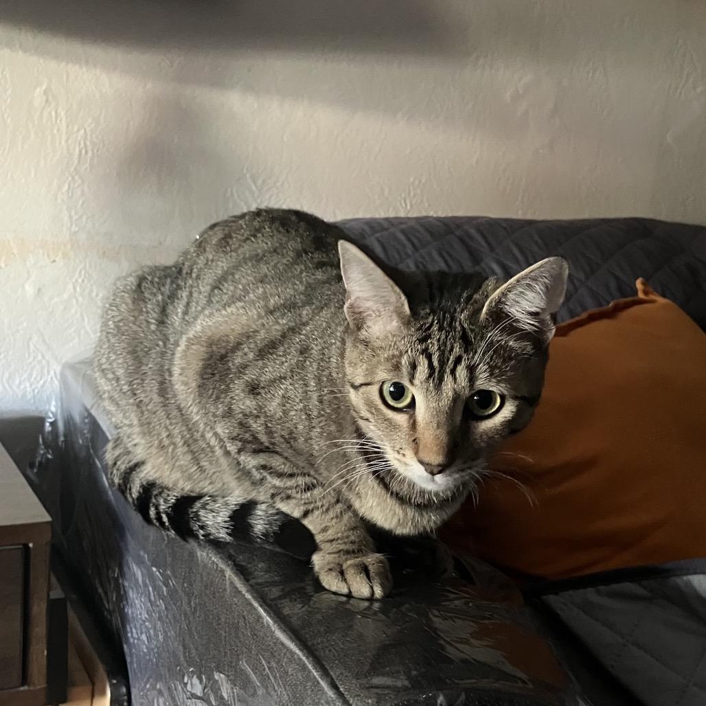 Enlarge Bernie, a Adoptable Domestic Short Hair in San Pablo, CA image 2/6