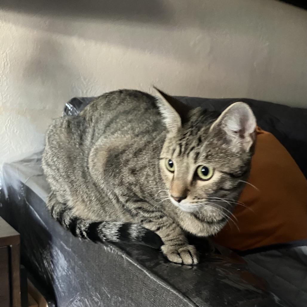 Enlarge Bernie, a Adoptable Domestic Short Hair in San Pablo, CA image 5/6