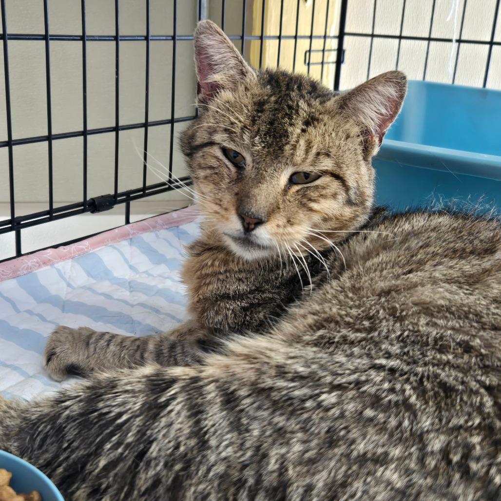 Enlarge Traveler, a Adoptable Domestic Short Hair in Pennsville, NJ image 1/3