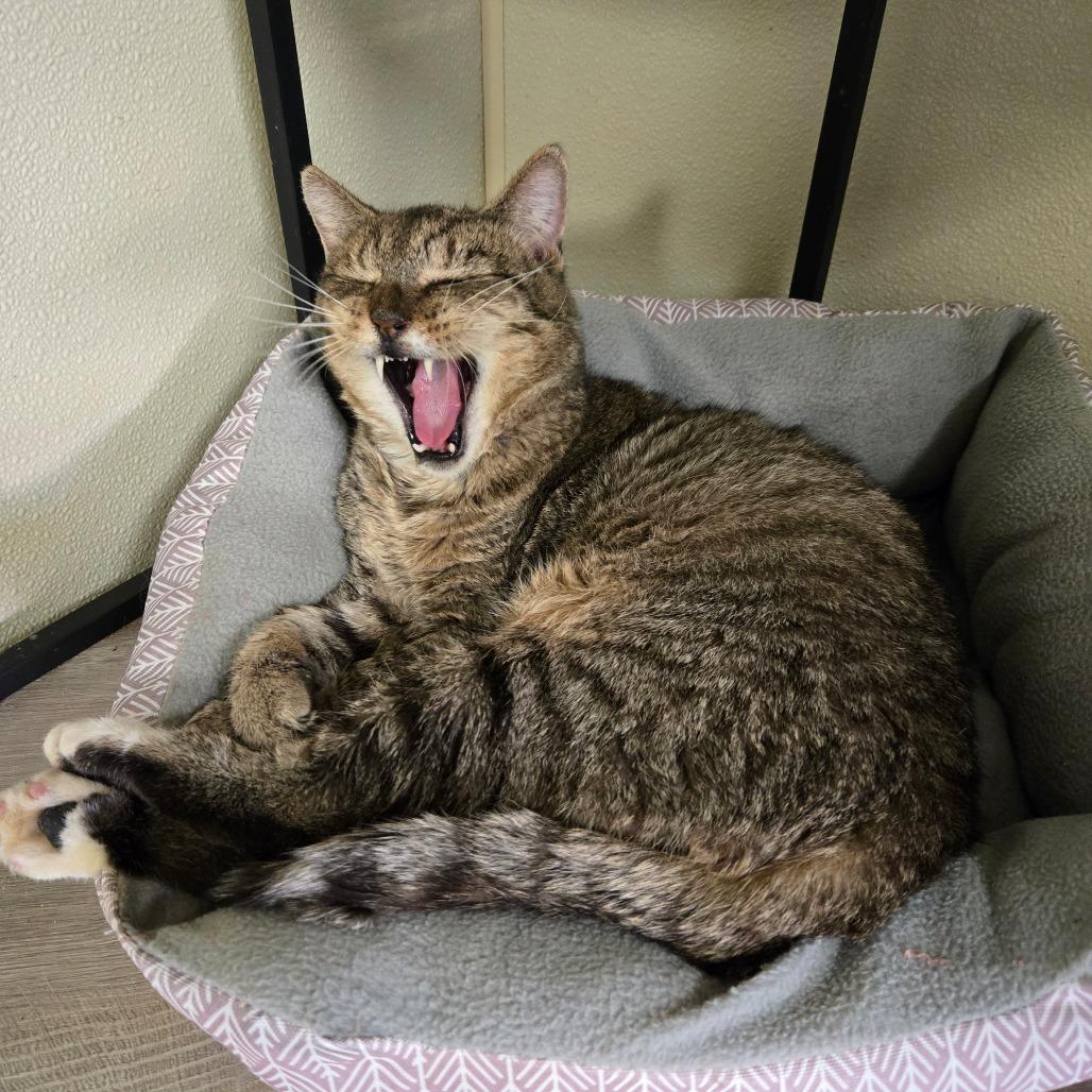 Enlarge Traveler, a Adoptable Domestic Short Hair in Pennsville, NJ image 2/3