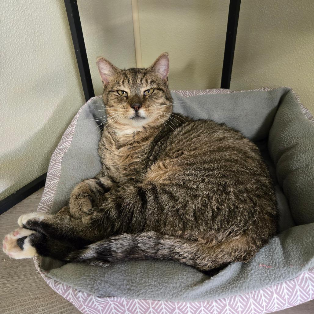 Enlarge Traveler, a Adoptable Domestic Short Hair in Pennsville, NJ image 3/3