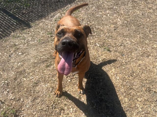 Enlarge SUGAR, a Adoptable mixed breed in Ocala, FL image 1/1