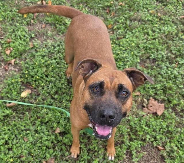 SUGAR, Adoptable, Adult Female Black Mouth Cur & Mixed Breed.