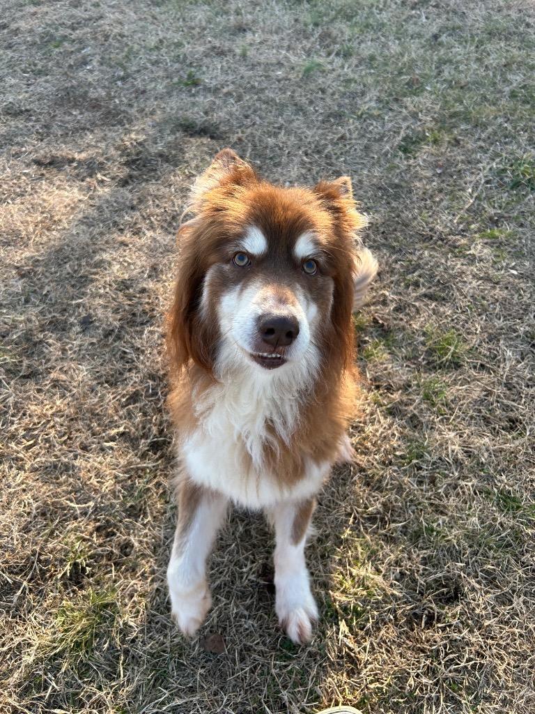 Jango, a Adoptable Husky in Johnson City, TN image 2/2