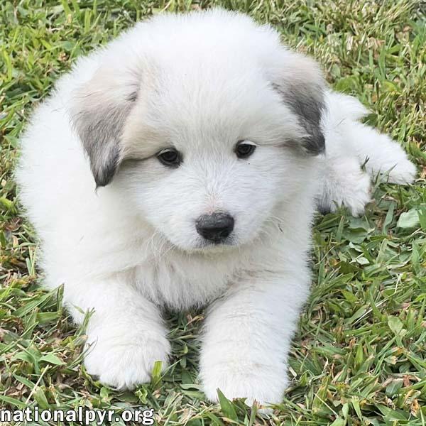 Quincy in OH - Uses His Baby Pyr Paw For Pets!
