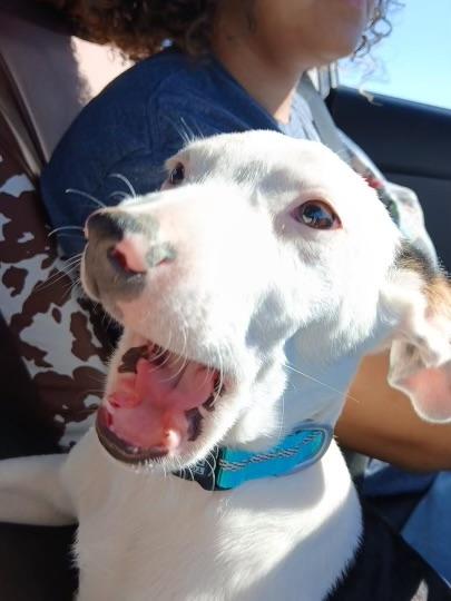 Enlarge Troopador, a ADOPTABLE mixed breed in Carnegie, OK image 4/4