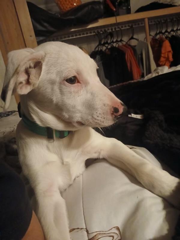 Enlarge Troopador, a ADOPTABLE mixed breed in Carnegie, OK image 2/4