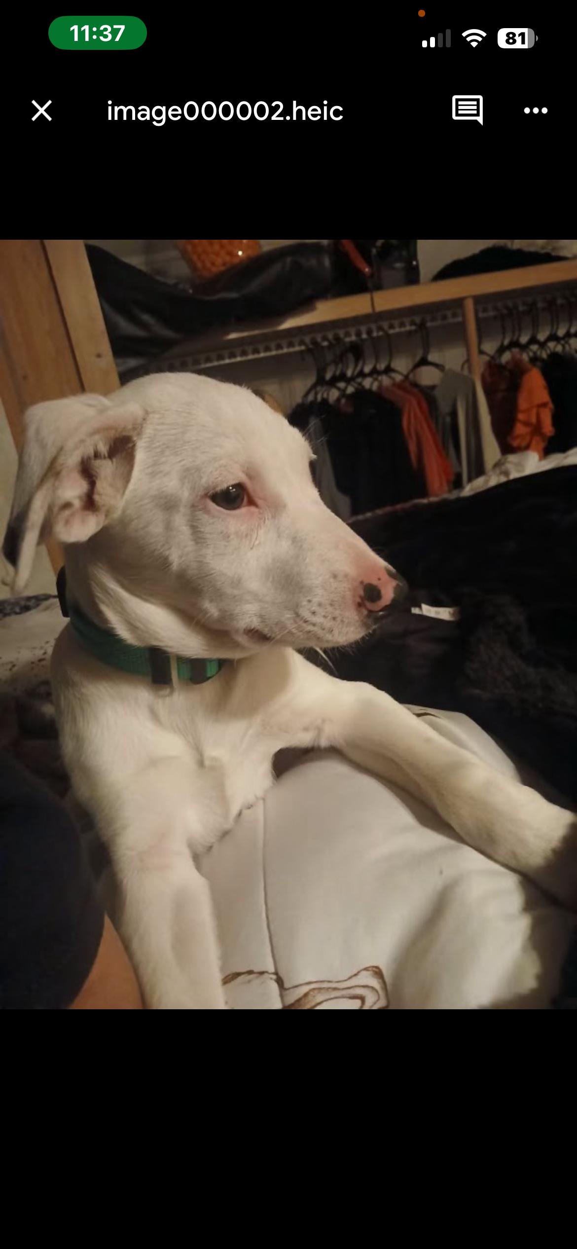 Enlarge Troopador, a ADOPTABLE mixed breed in Carnegie, OK image 1/4