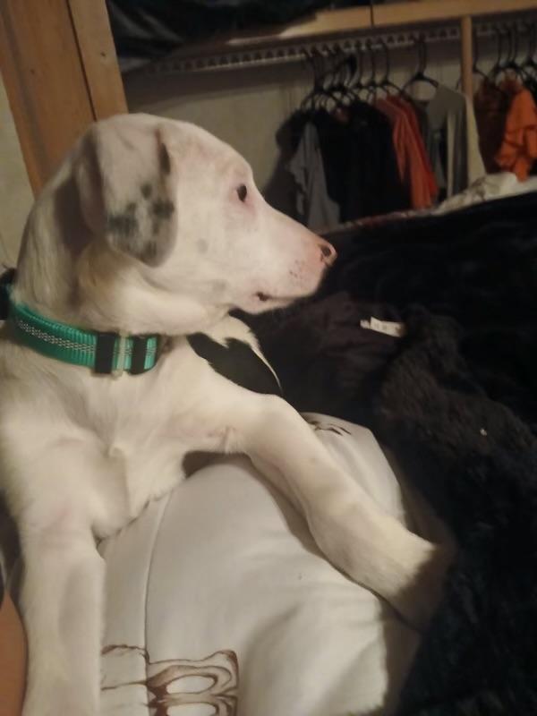 Enlarge Troopador, a ADOPTABLE mixed breed in Carnegie, OK image 3/4