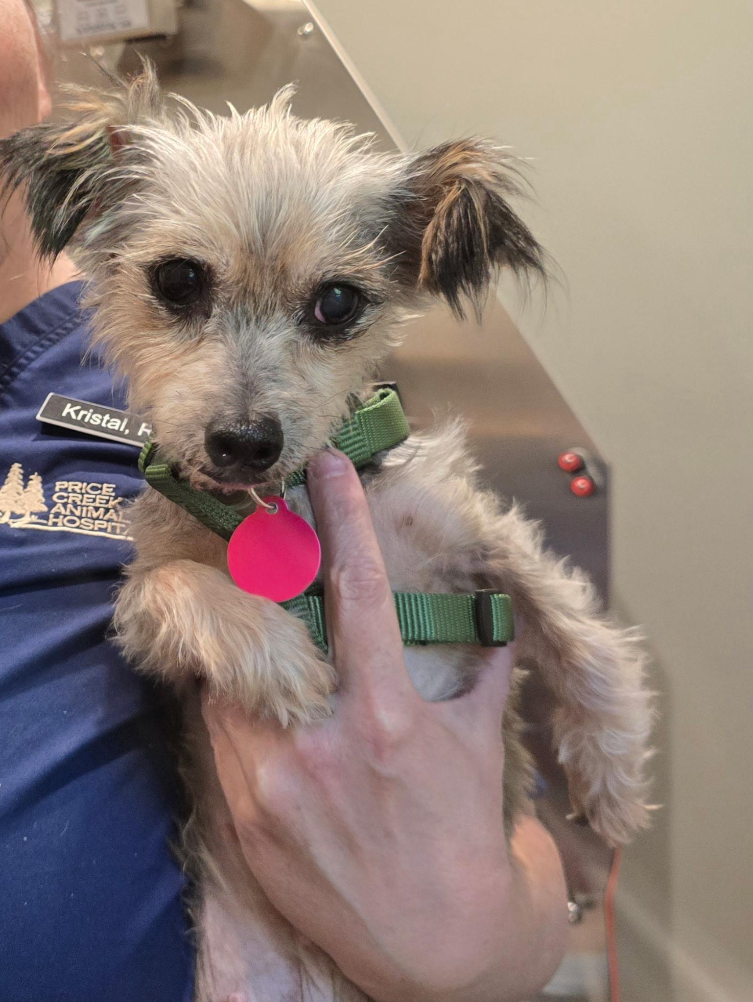 Enlarge Gidget, a Adoptable mixed breed in Jackson, GA image 2/6