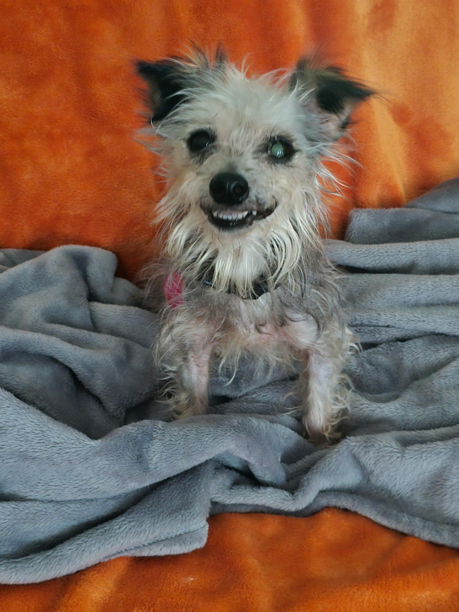 Enlarge Gidget, a Adoptable mixed breed in Jackson, GA image 3/6