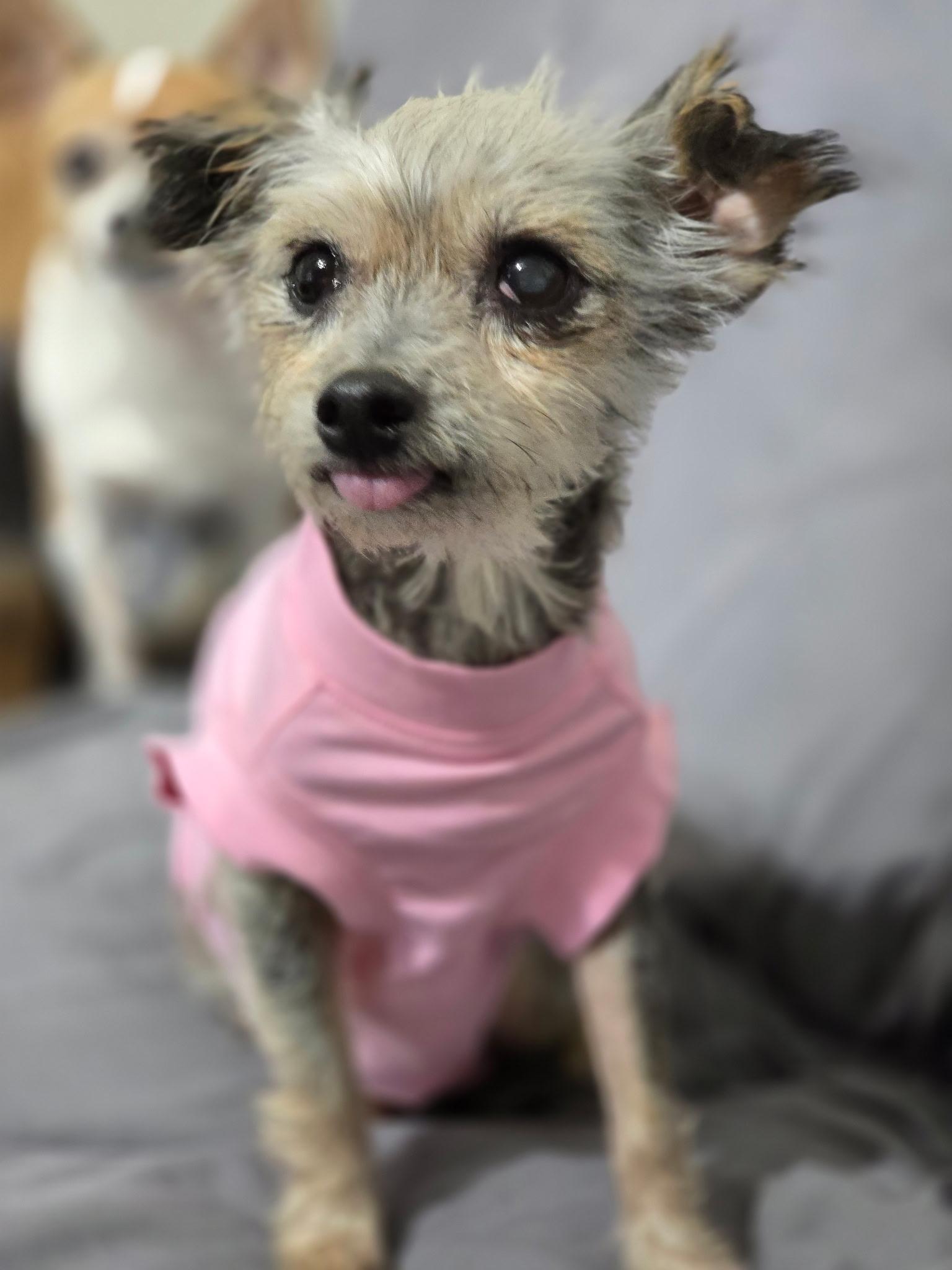 Enlarge Gidget, a Adoptable mixed breed in Jackson, GA image 4/6