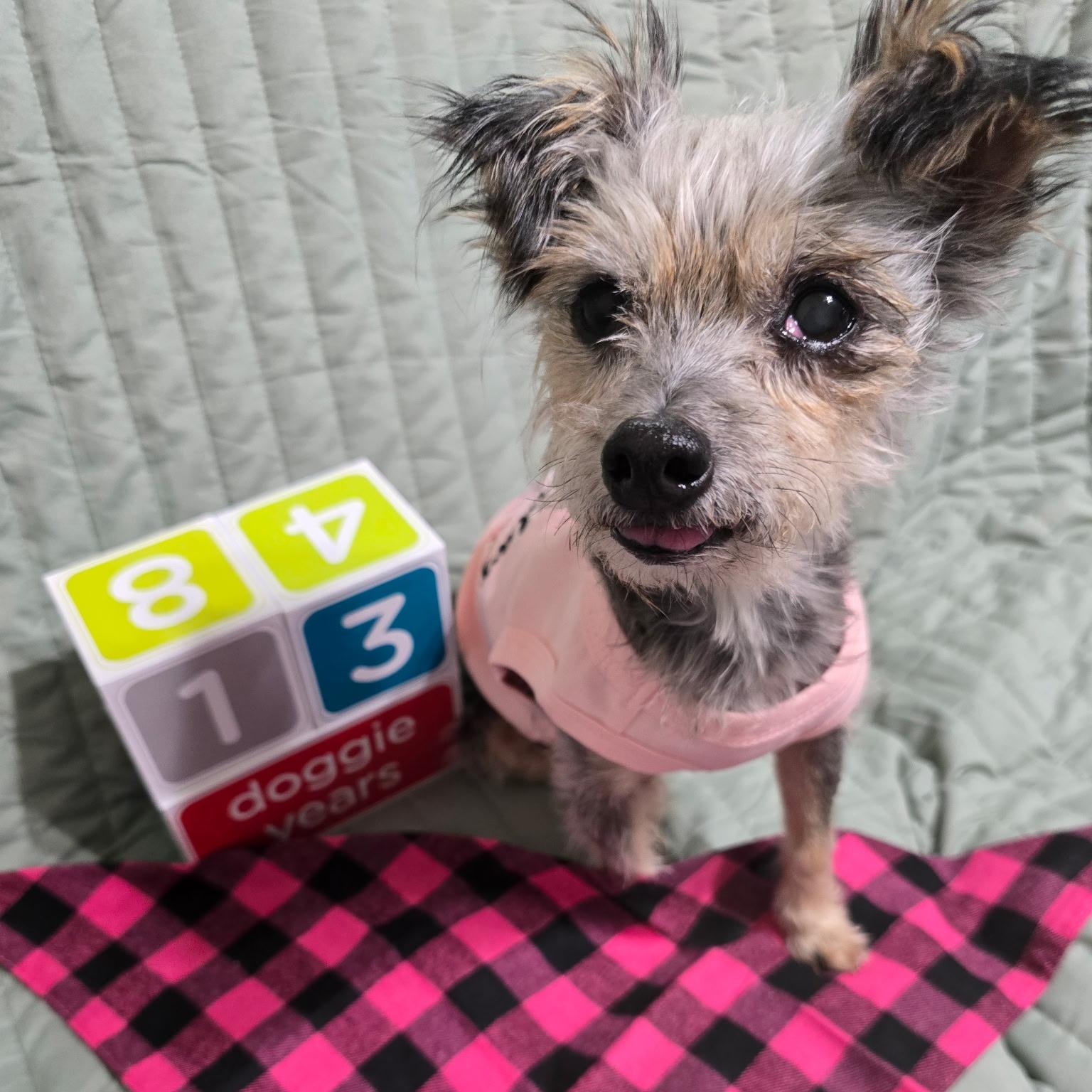 Gidget, Adoptable, Senior Female Yorkshire Terrier & Chihuahua.