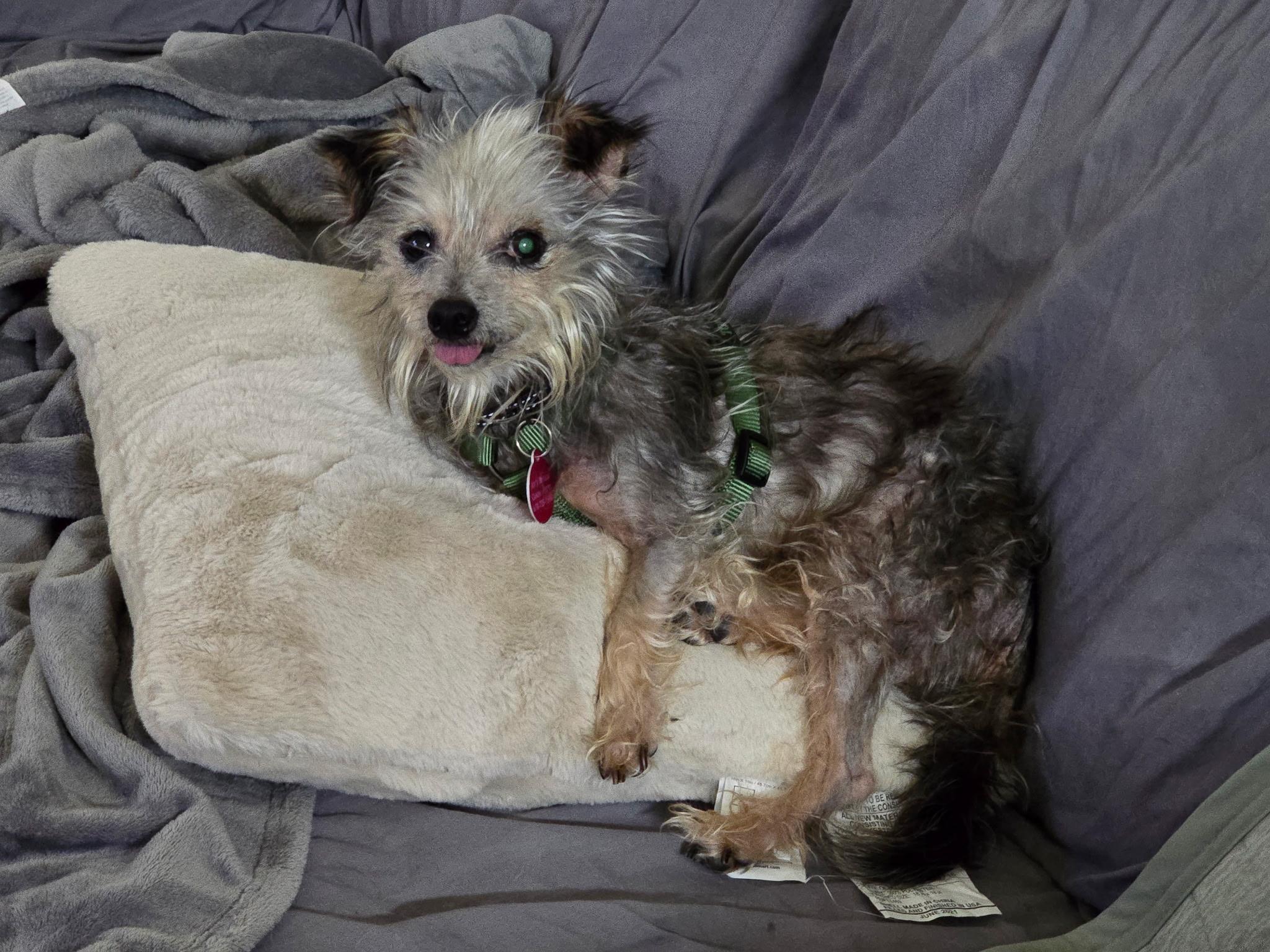 Enlarge Gidget, a Adoptable mixed breed in Jackson, GA image 5/6