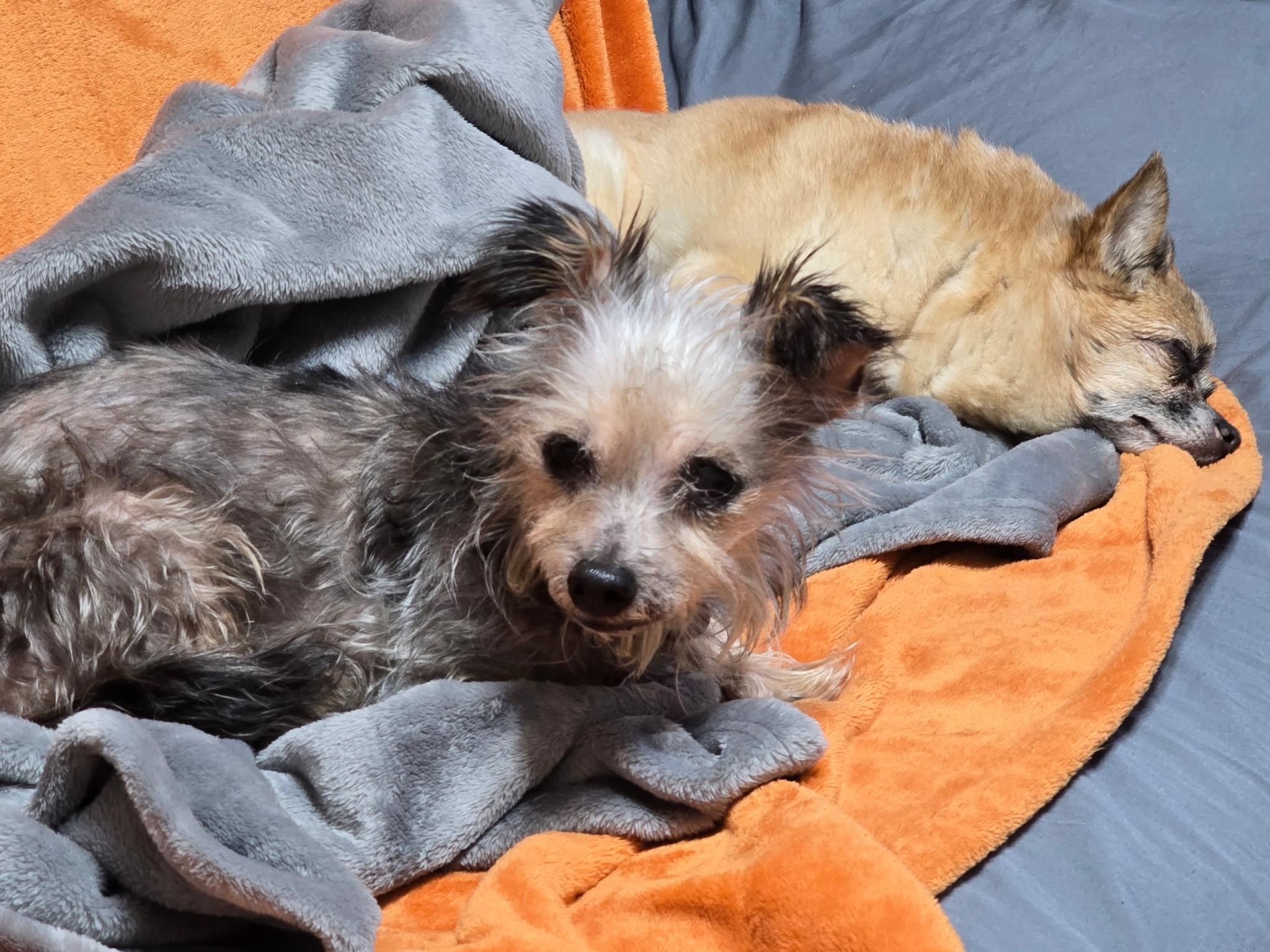 Enlarge Gidget, a Adoptable mixed breed in Jackson, GA image 6/6