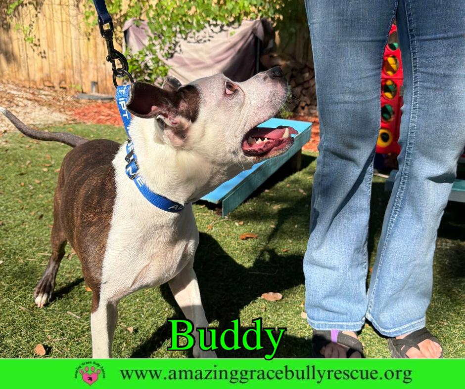 Buddy, Adoptable, Adult Male Pit Bull Terrier.