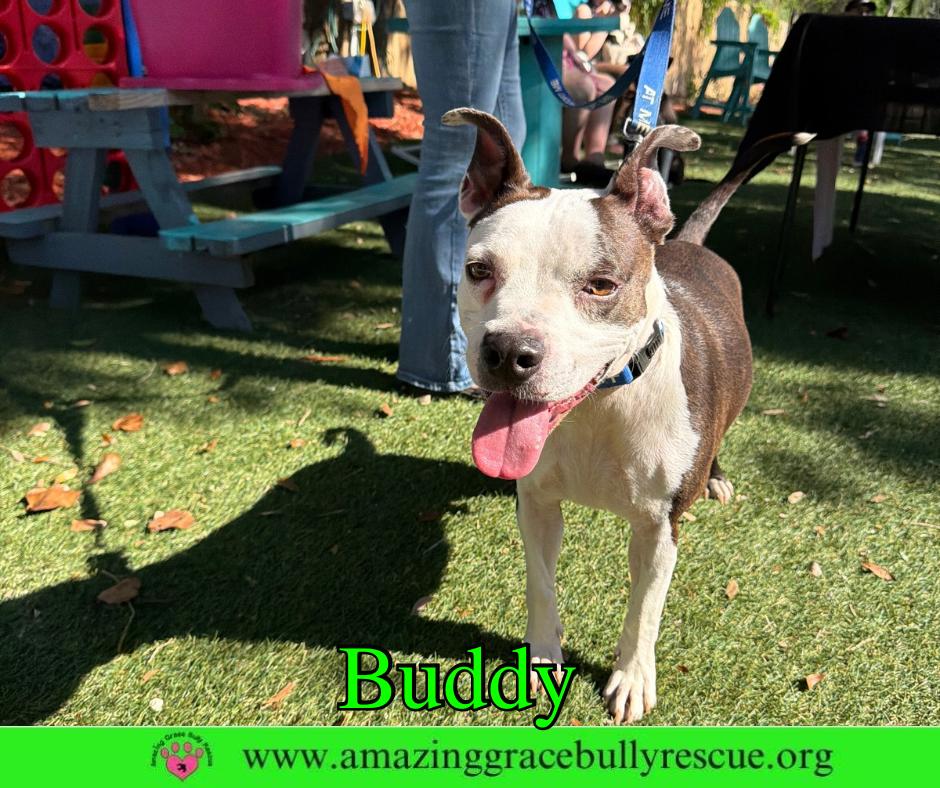 Enlarge Buddy, a Adoptable Pit Bull Terrier in Pensacola, FL image 3/3