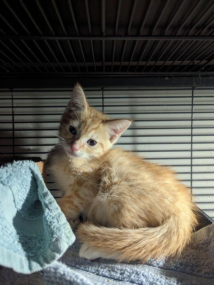 Enlarge Jesko, a Adopted Domestic Short Hair in Thatcher, AZ image 1/1