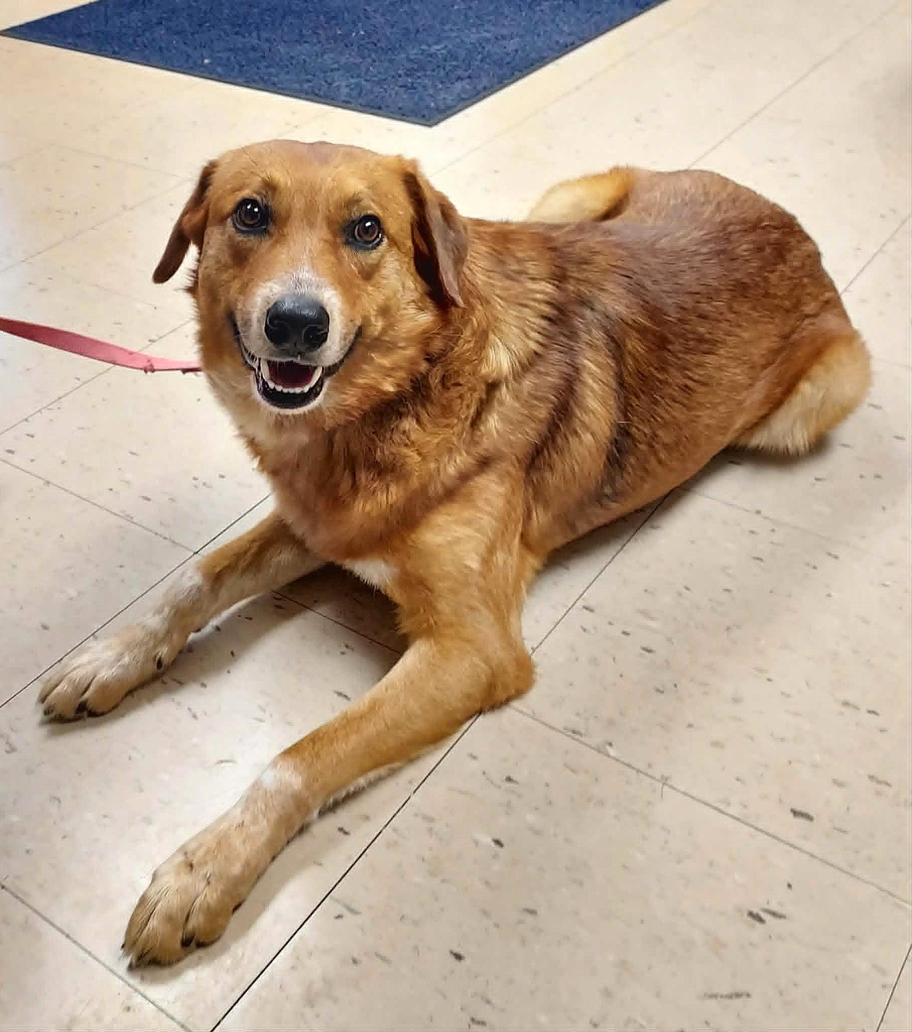 Enlarge Carmine, a Adoptable Mixed Breed in Falls Creek, PA image 2/4