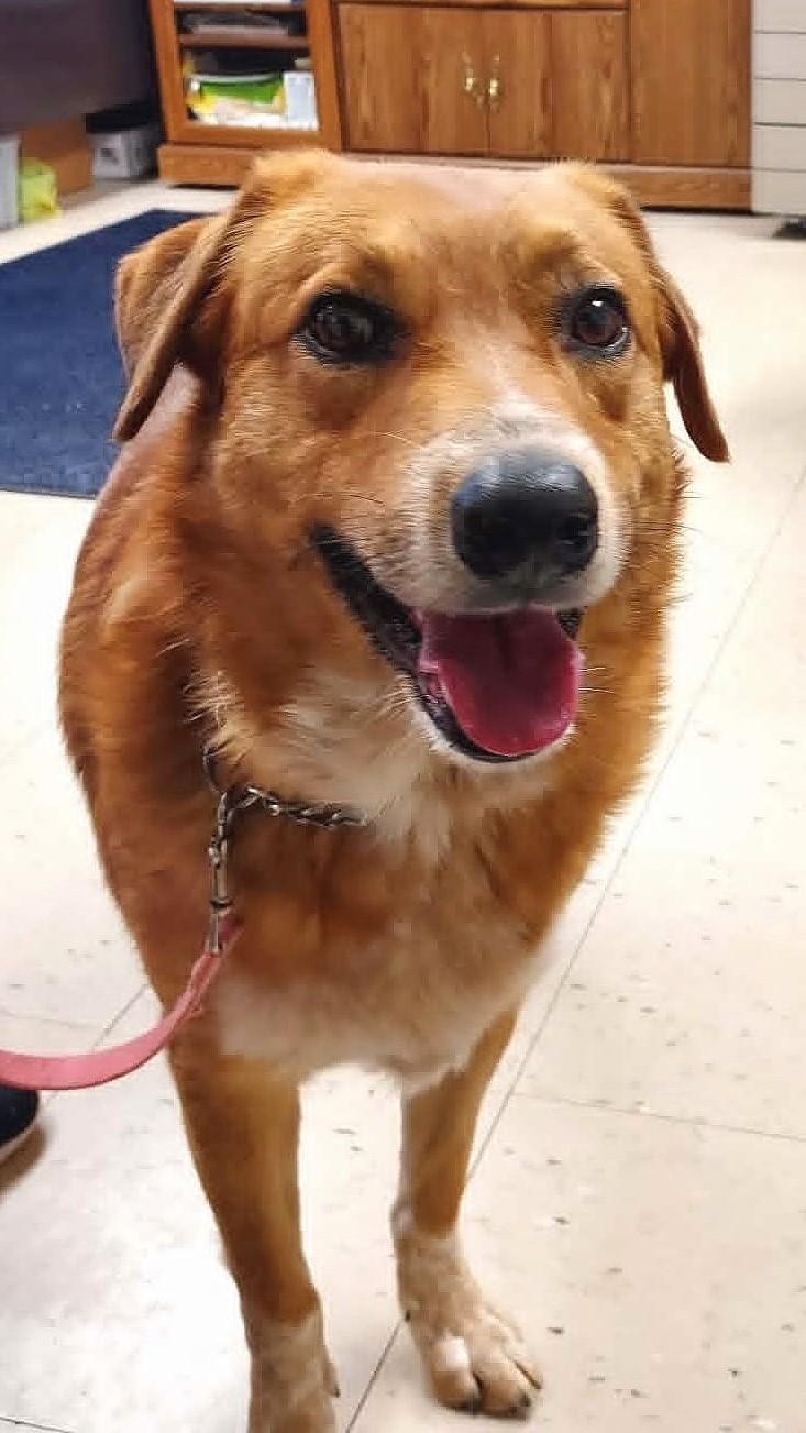 Enlarge Carmine, a Adoptable Mixed Breed in Falls Creek, PA image 3/4