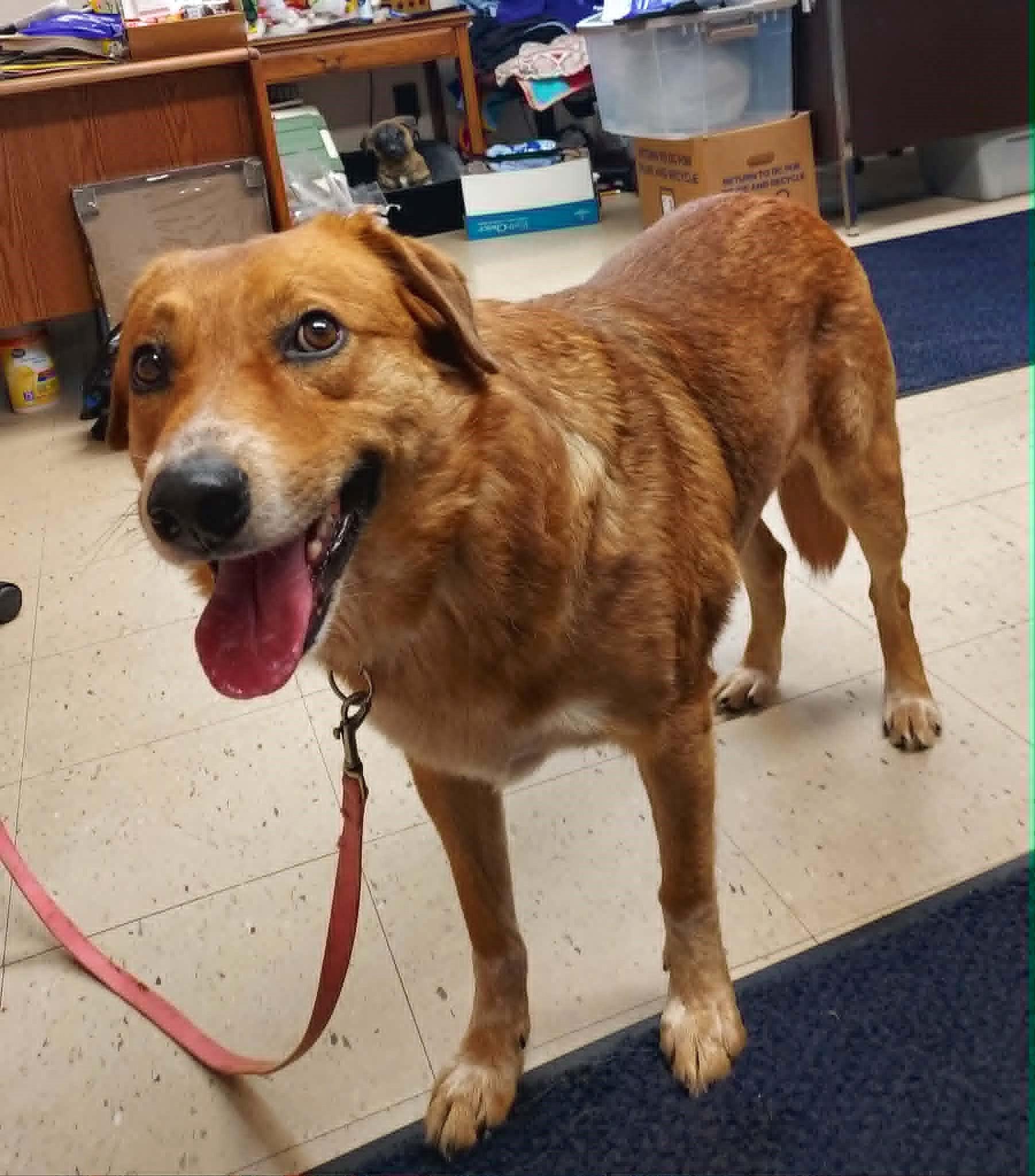 Enlarge Carmine, a Adoptable Mixed Breed in Falls Creek, PA image 4/4