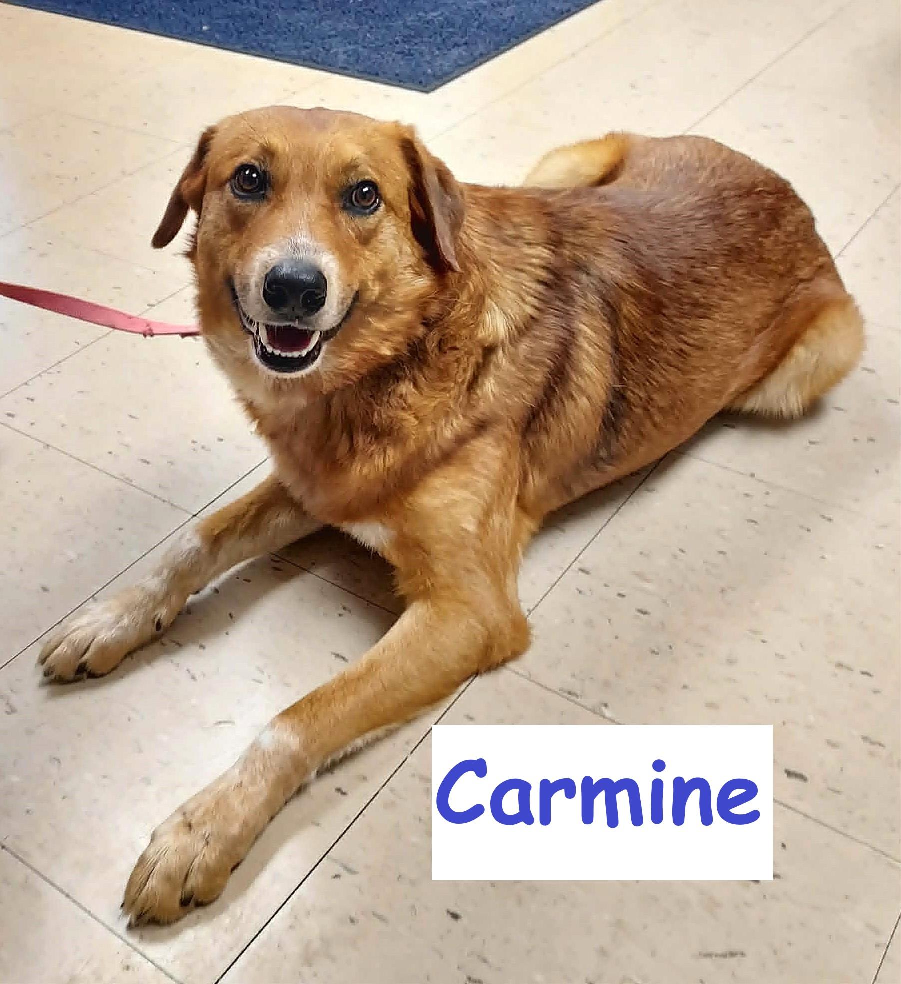 Carmine, Adoptable, Adult Male Mixed Breed.