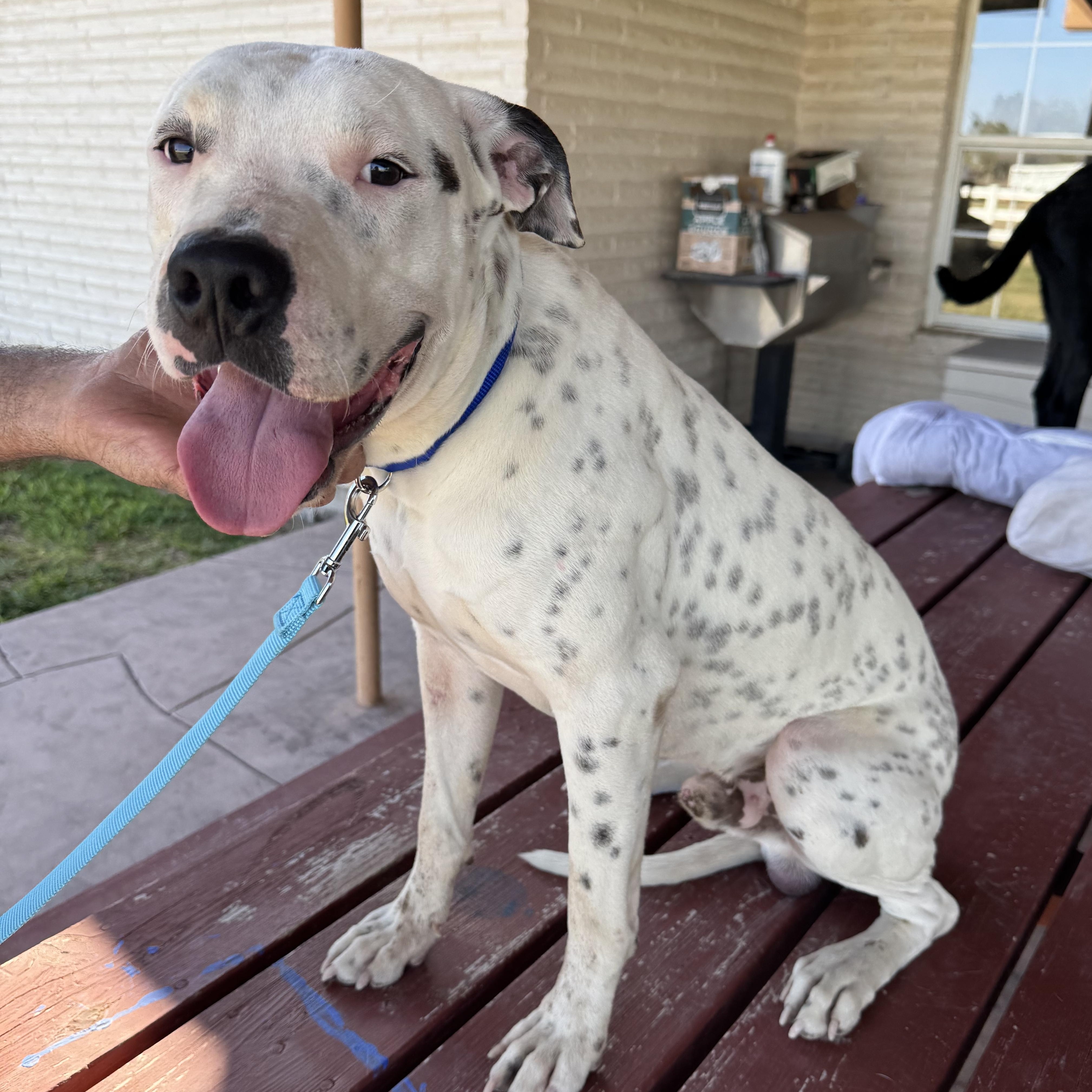 Rusty, adopted, Young Male Pit Bull Terrier & Labrador Retriever.