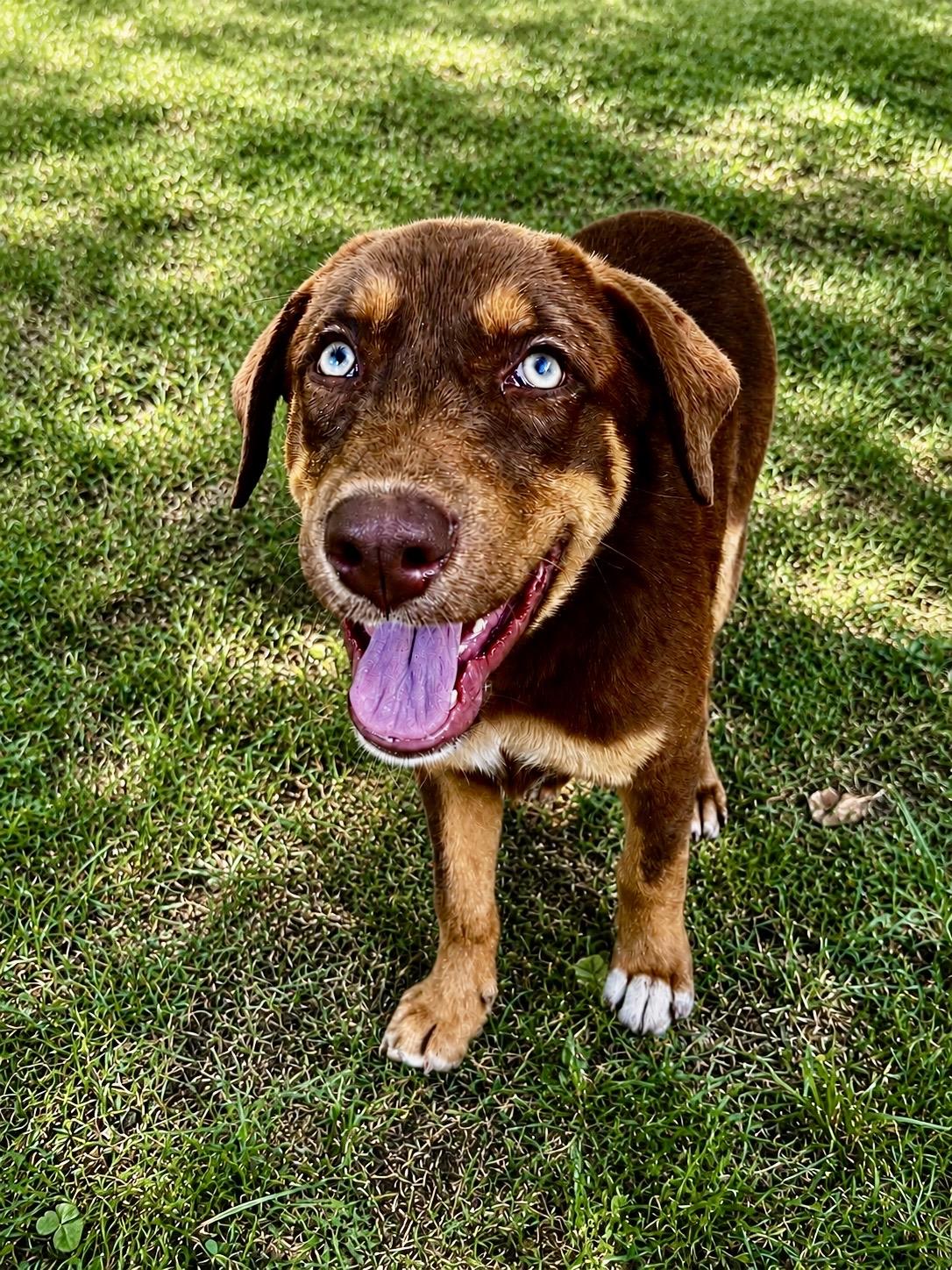 Reese, ADOPTABLE, Young Male Mixed Breed.