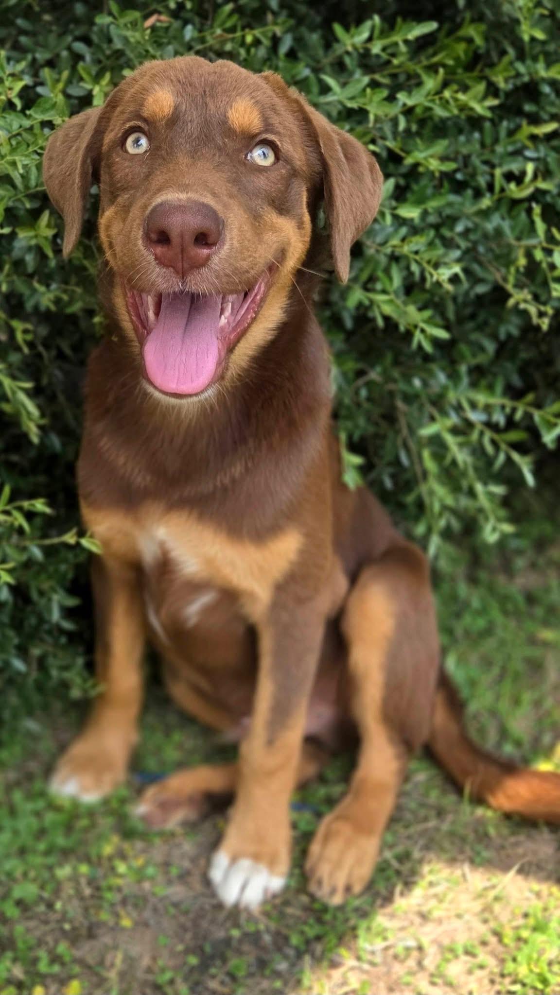 Reese, a ADOPTABLE mixed breed in Mendham, NJ image 2/4