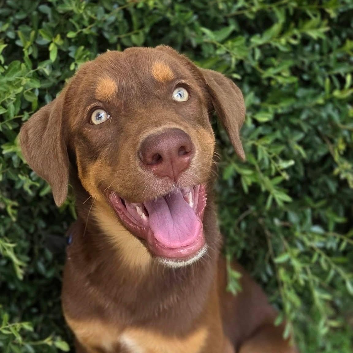 Reese, ADOPTABLE, Young Male Mixed Breed.