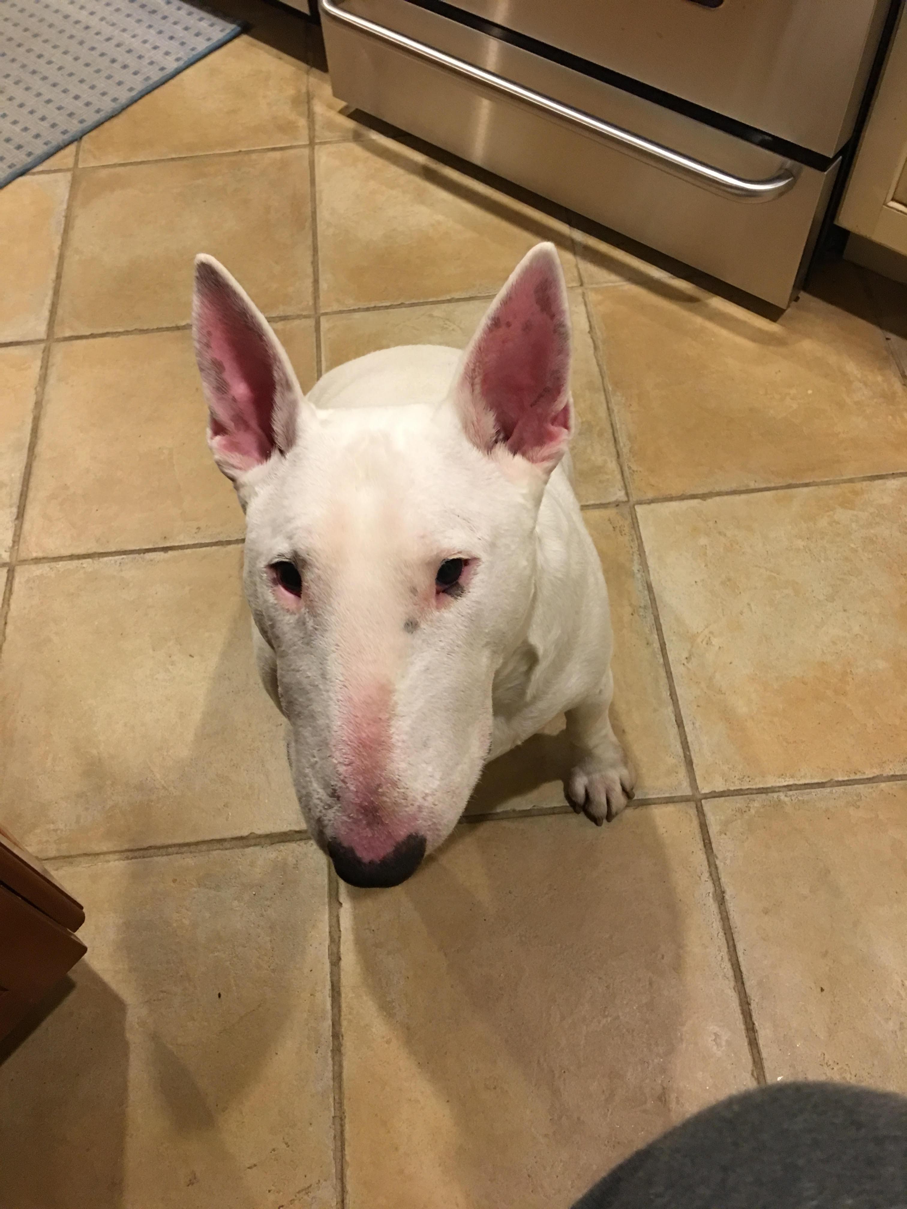 22-041 Finn, Adopted, Senior Male Bull Terrier.