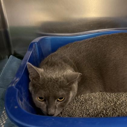 Pumpkin, Adoptable, Adult Female Domestic Short Hair.