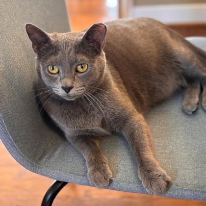 Pumpkin, a Adoptable mixed breed in Richmond, VA image 1/4