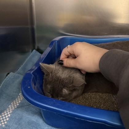 Enlarge Pumpkin, a Adoptable mixed breed in Richmond, VA image 5/6