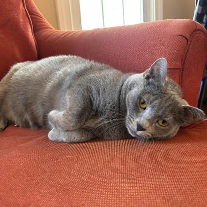 Pumpkin, a Adoptable mixed breed in Richmond, VA image 4/4