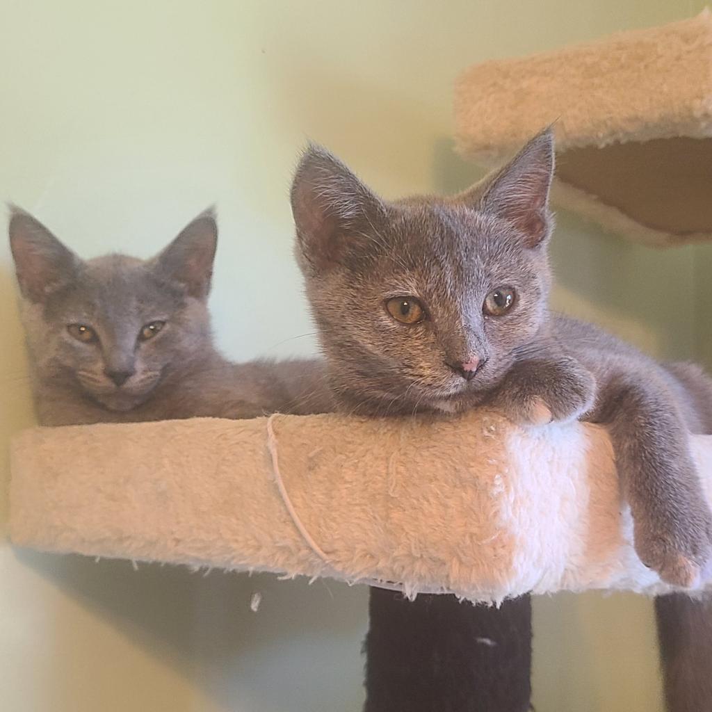 0824-105 Lily, Adoptable, Adult Female Domestic Medium Hair.