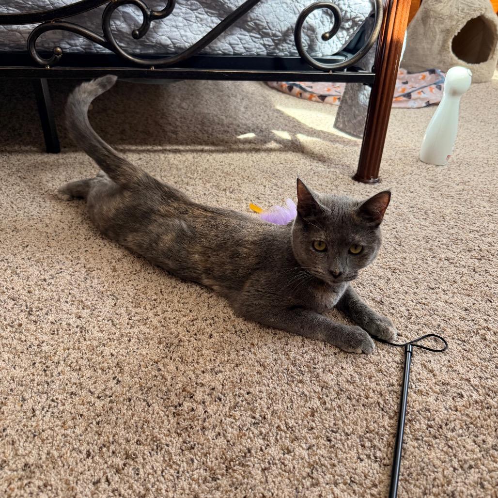 Enlarge 0824-105 Lily, a Adoptable Domestic Medium Hair in Abingdon, MD image 3/6