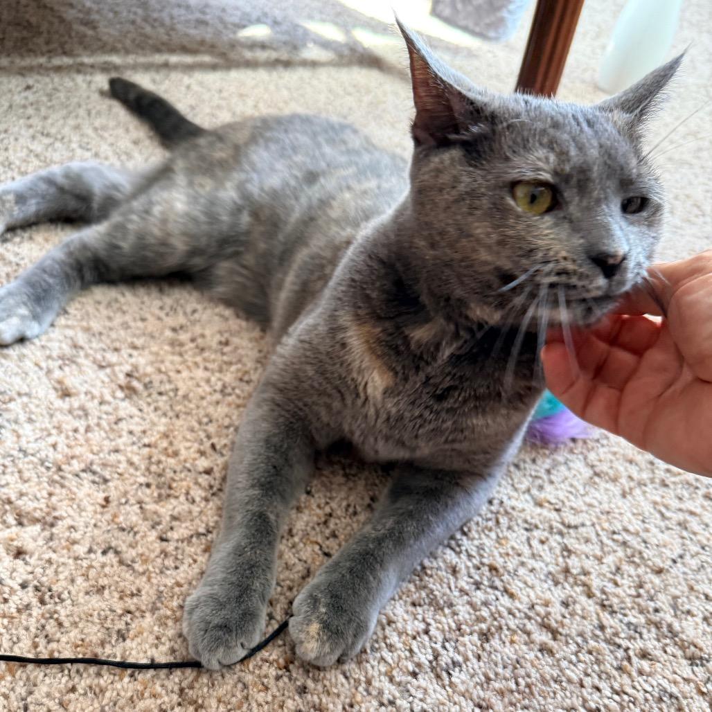 Enlarge 0824-105 Lily, a Adoptable Domestic Medium Hair in Abingdon, MD image 4/6
