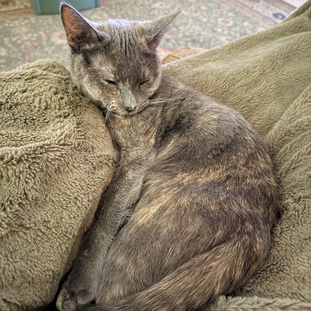 Enlarge 0824-105 Lily, a Adoptable Domestic Medium Hair in Abingdon, MD image 6/6
