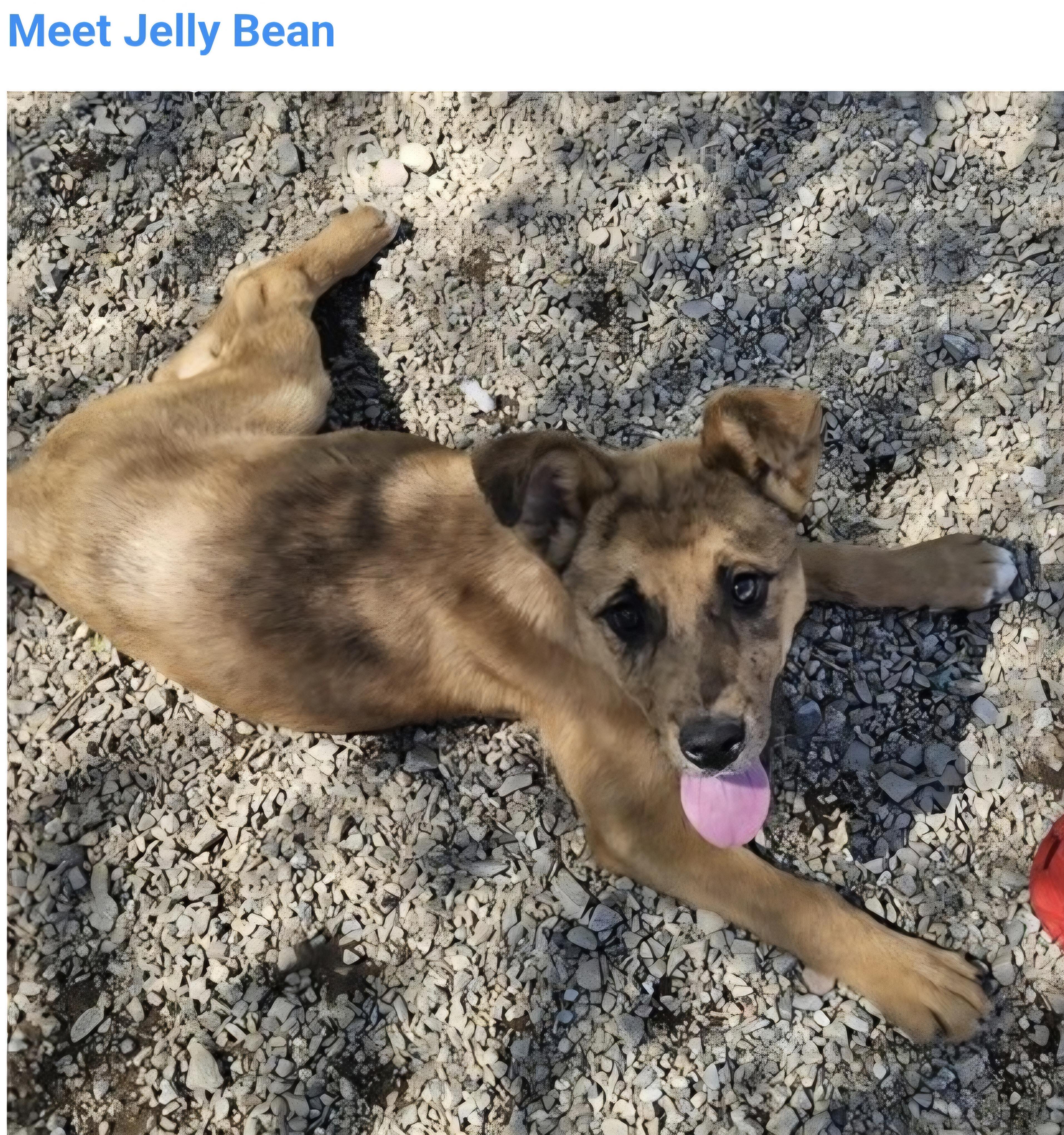 Jelly Bean, ADOPTABLE, Puppy Male Australian Shepherd.