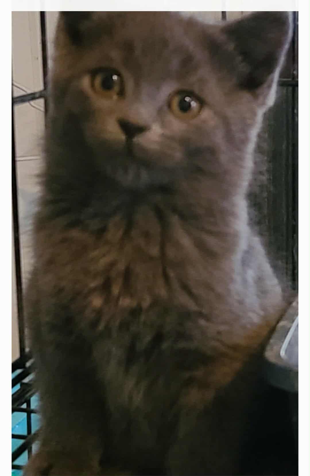 Naomi, Adopted, Kitten Female Domestic Medium Hair.