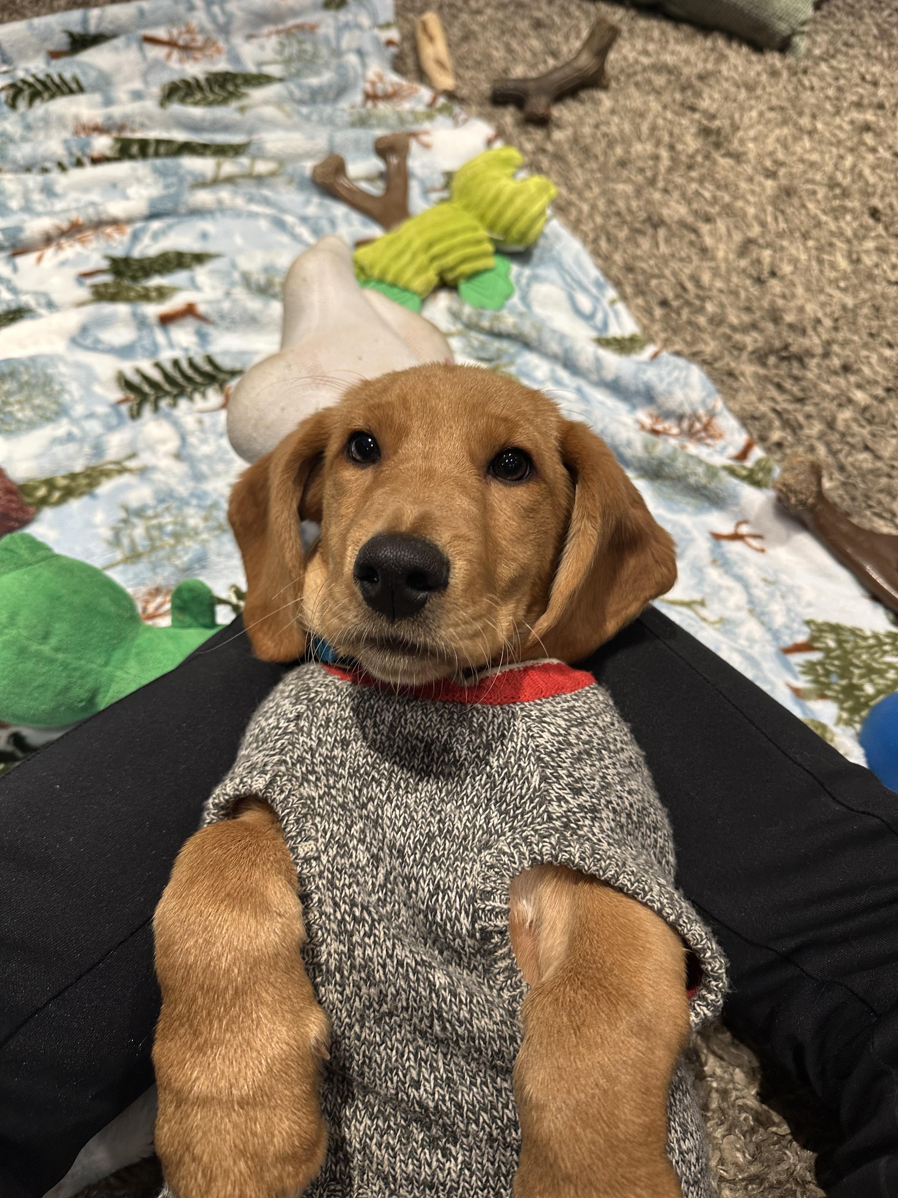 Enlarge Toast, an adopted mixed breed in Aurora, ON image 4/6