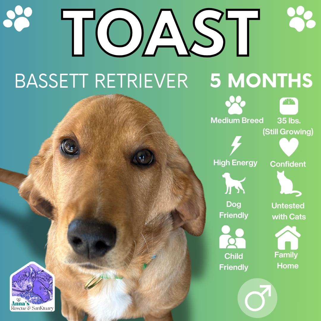 Toast, adopted, Puppy Male Basset Hound & Golden Retriever.