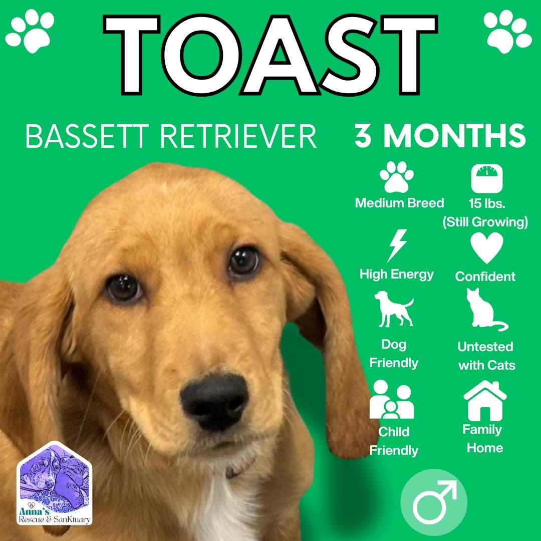 Toast, Adoptable, Puppy Male Basset Hound & Golden Retriever.