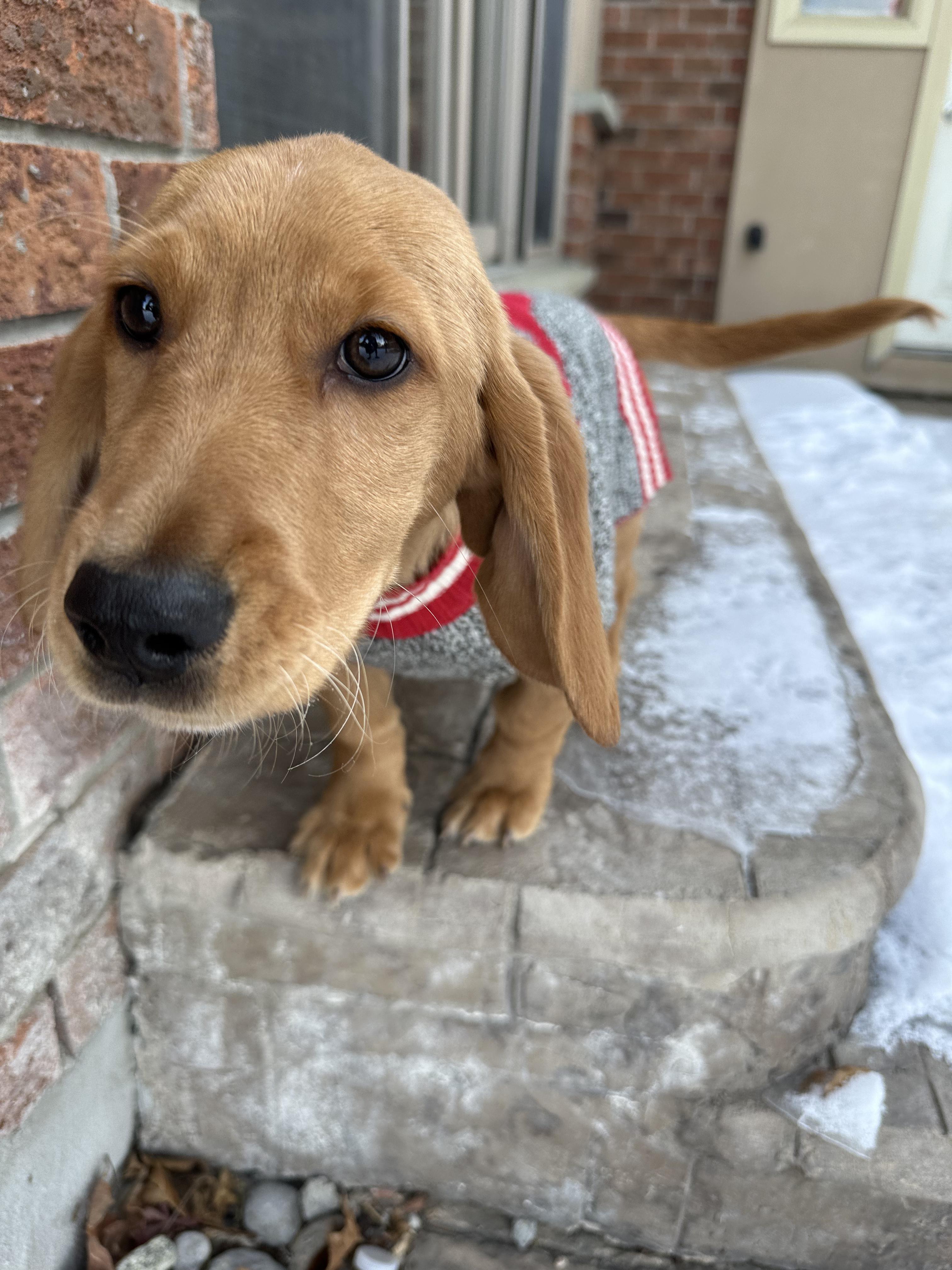 Enlarge Toast, an adopted mixed breed in Aurora, ON image 6/6