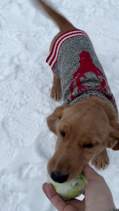 Enlarge Toast, an adopted mixed breed in Aurora, ON video 3/6
