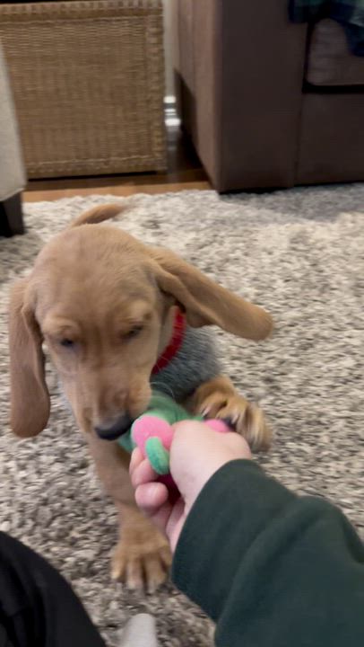 Enlarge Toast, an adopted mixed breed in Aurora, ON video 5/6