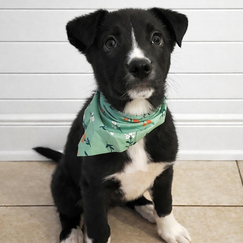 Enlarge Liberty, a ADOPTABLE mixed breed in Shinnston, WV image 5/6