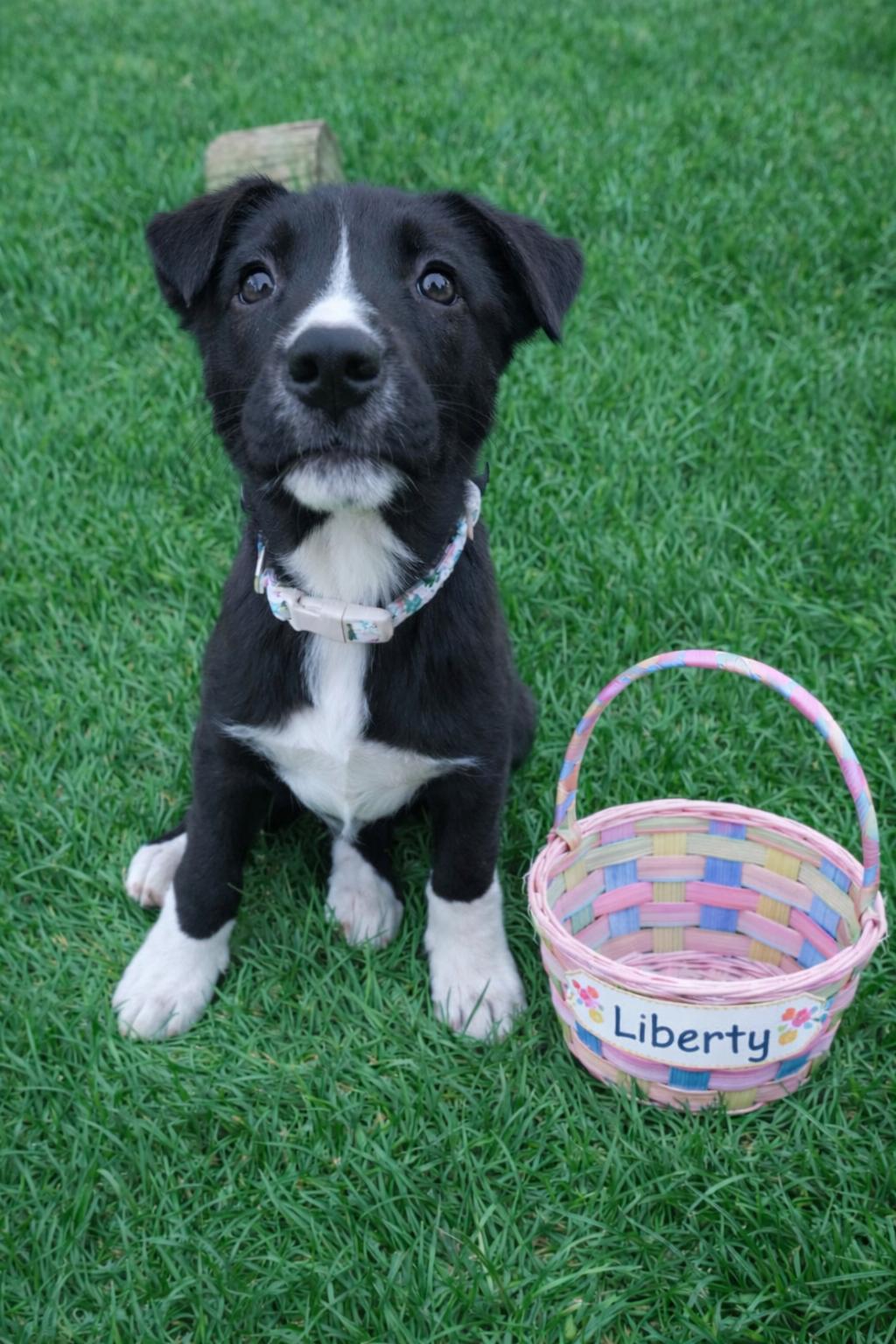 Enlarge Liberty, a ADOPTABLE mixed breed in Shinnston, WV image 3/6