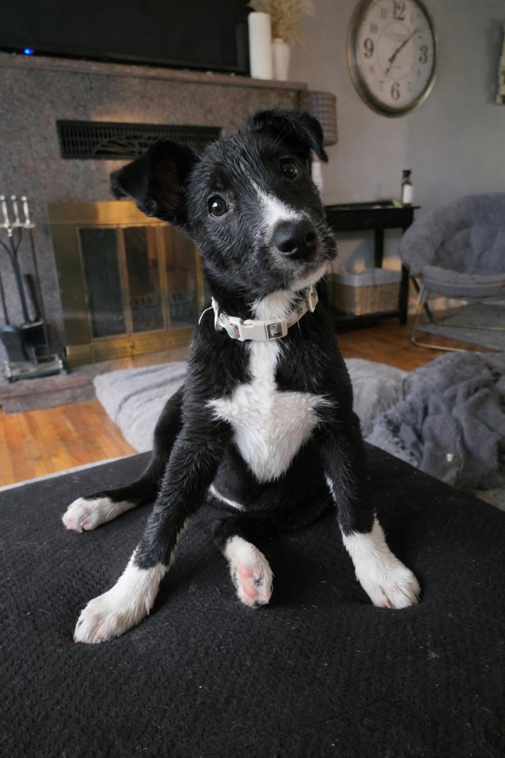 Liberty, ADOPTABLE, Puppy Female Husky & Labrador Retriever.